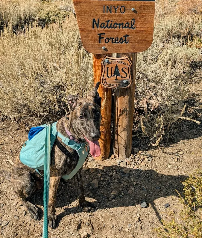 June the Dutch Shepherd at a California trailhead