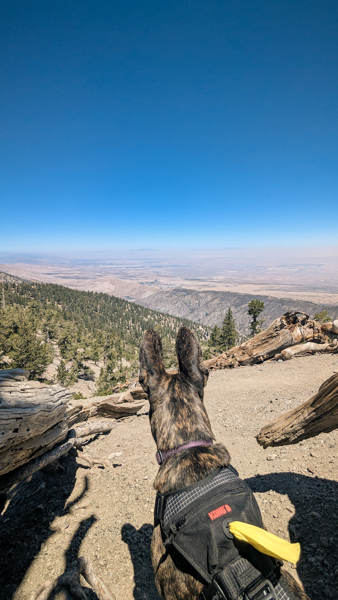 June summiting Mt Baden Powell San Gabriel Mountains 2025