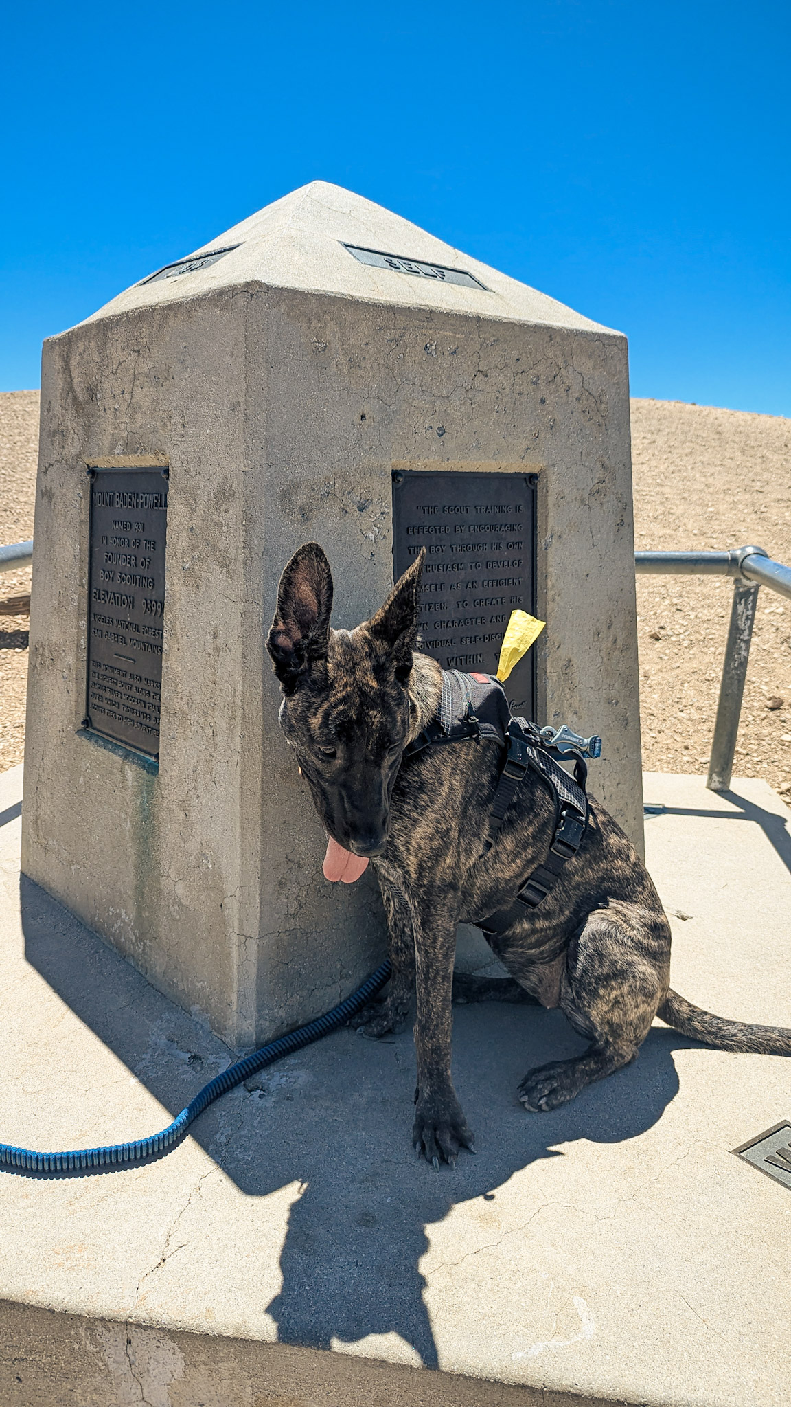 June on Mt Baden Powell San Gabriel Mountains 2025